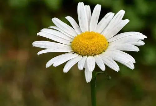 非洲菊的繁育、管理及病虫害防治