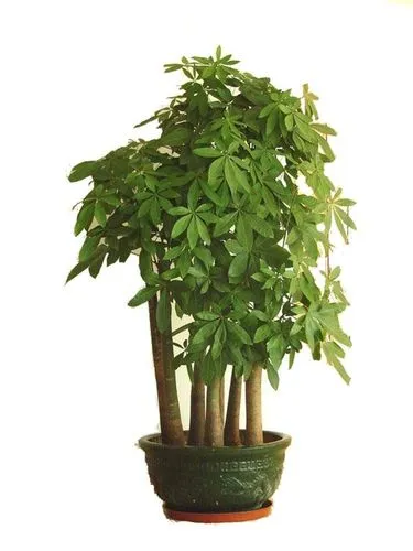 发财树的园艺知识