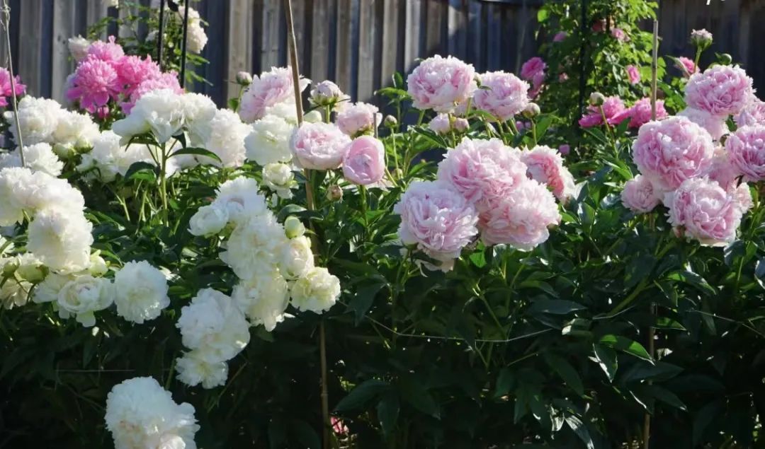 家庭养花小知识