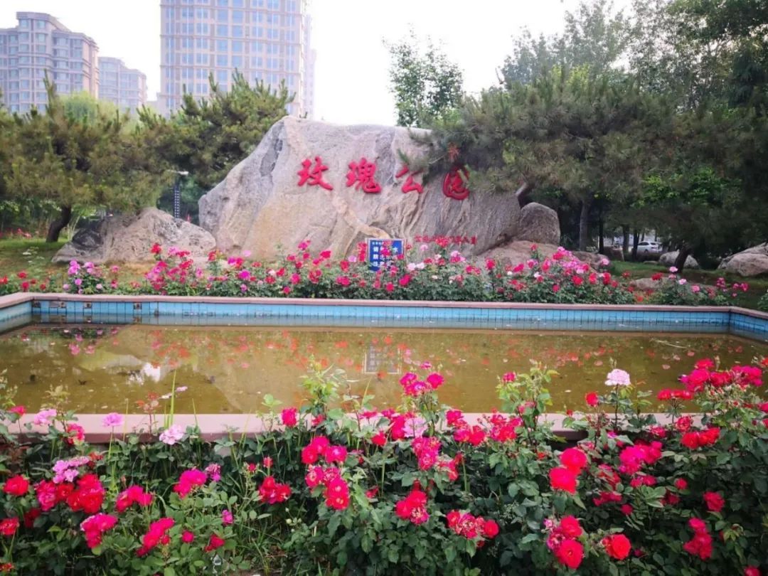 “游园汇”展现园林之美 | 玫瑰公园