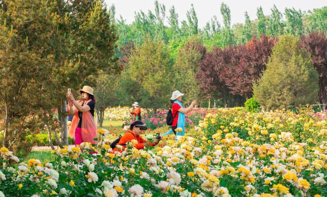 学习贯彻党的二十大精神寿光市第二届“四季园林”摄影大赛作品展示（四）