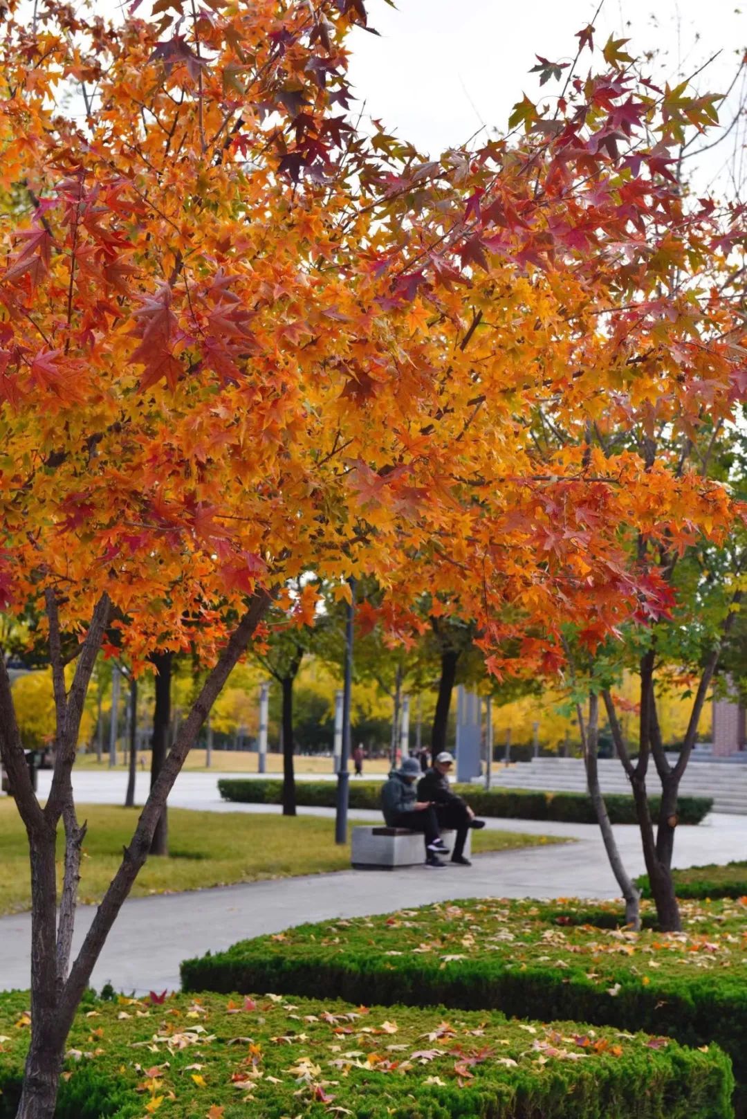 “三看三比”争一流 | 寿光园林建设集团：落叶缓扫，留住城市秋色
