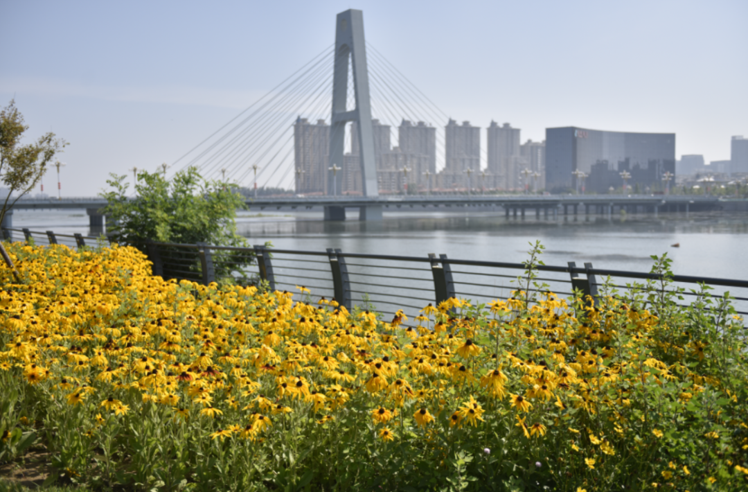 寿光园林建设集团：打造“城市花海” 不断拓展寿光人的“幸福地图”