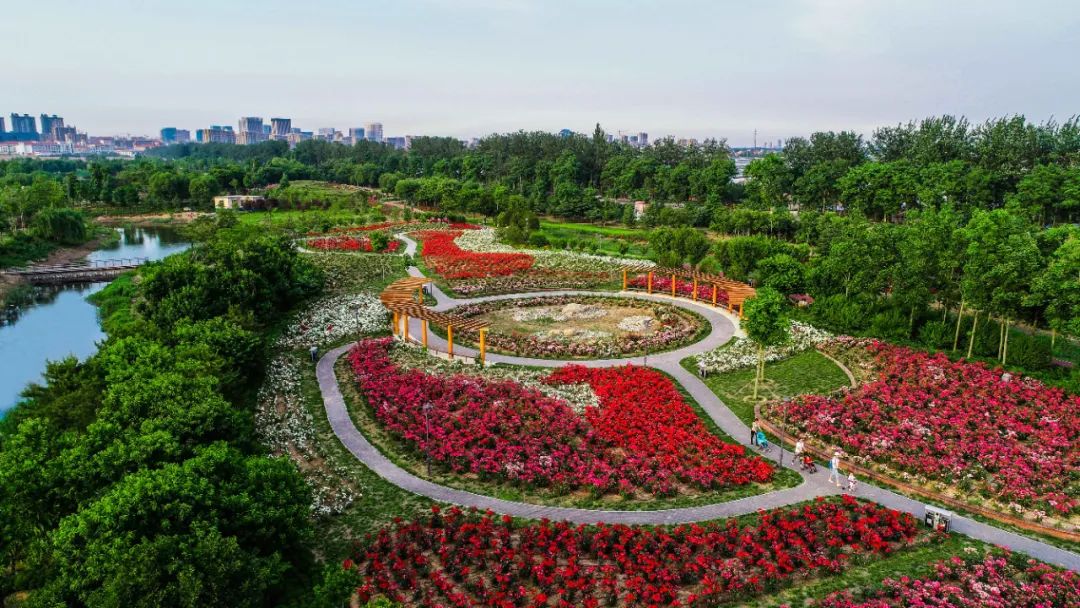 “三看三比”争一流 | 寿光园林建设集团：月季花盛开！中华月季园20余万株月季等您来赏