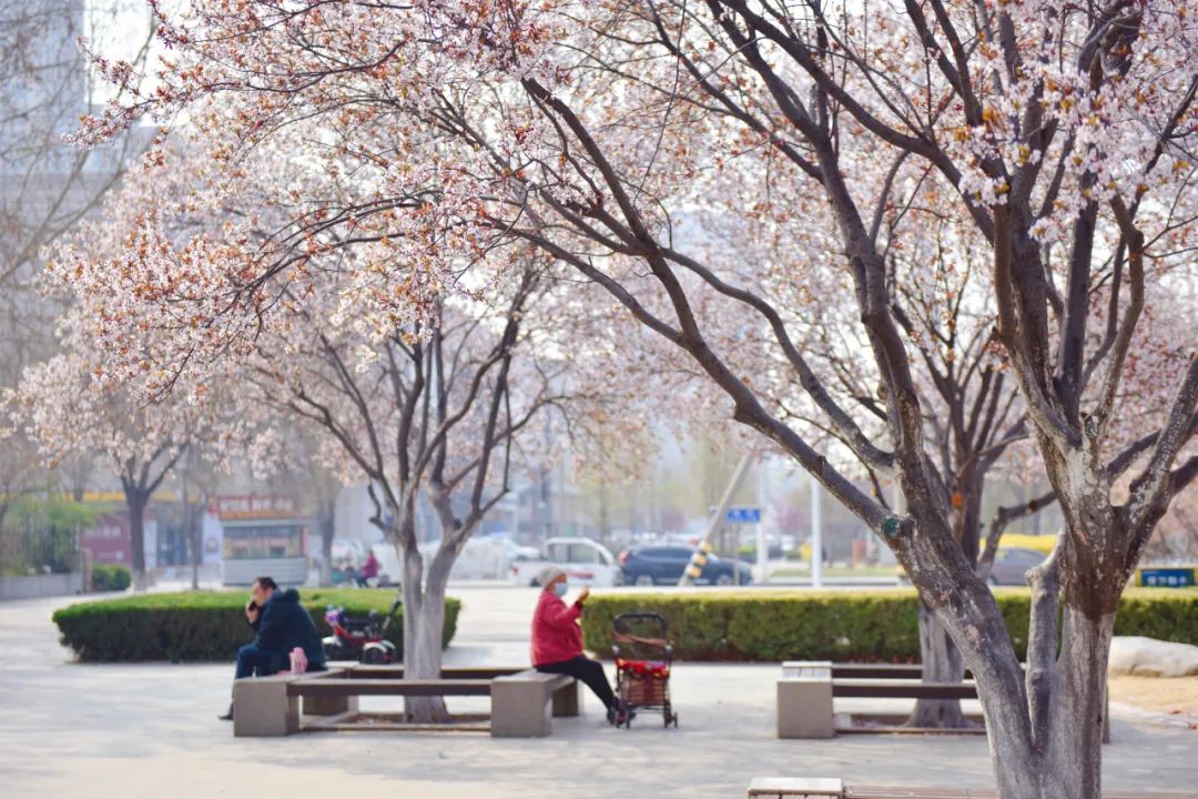 寿光园林建设集团：春分到 百花俏 满园春色关不住