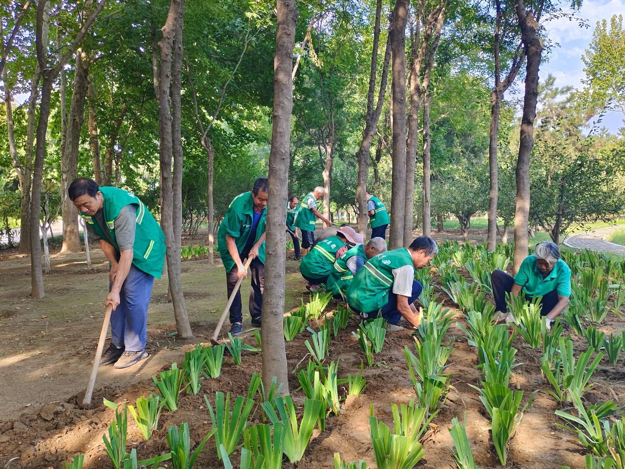 寿光园林建设集团：补植增绿 让城市秋色更迷人
